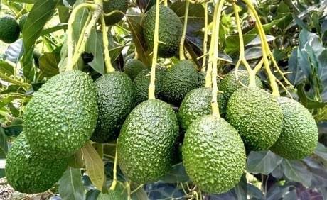Avocados on the Tree