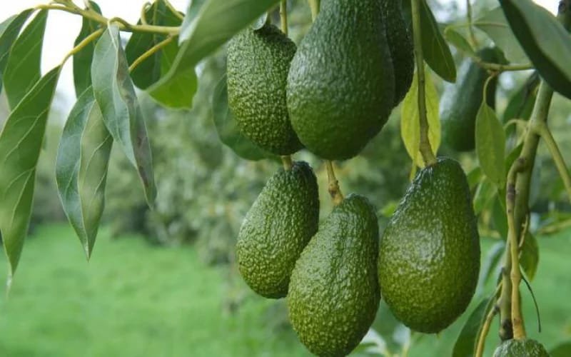 Avocado Orchard