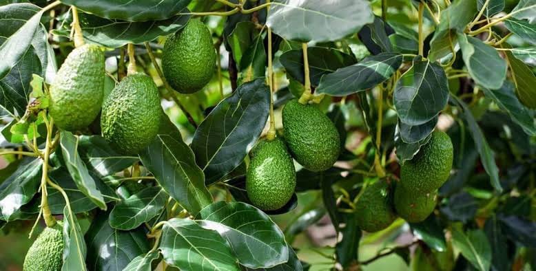 Avocados Growing in the Orchard
