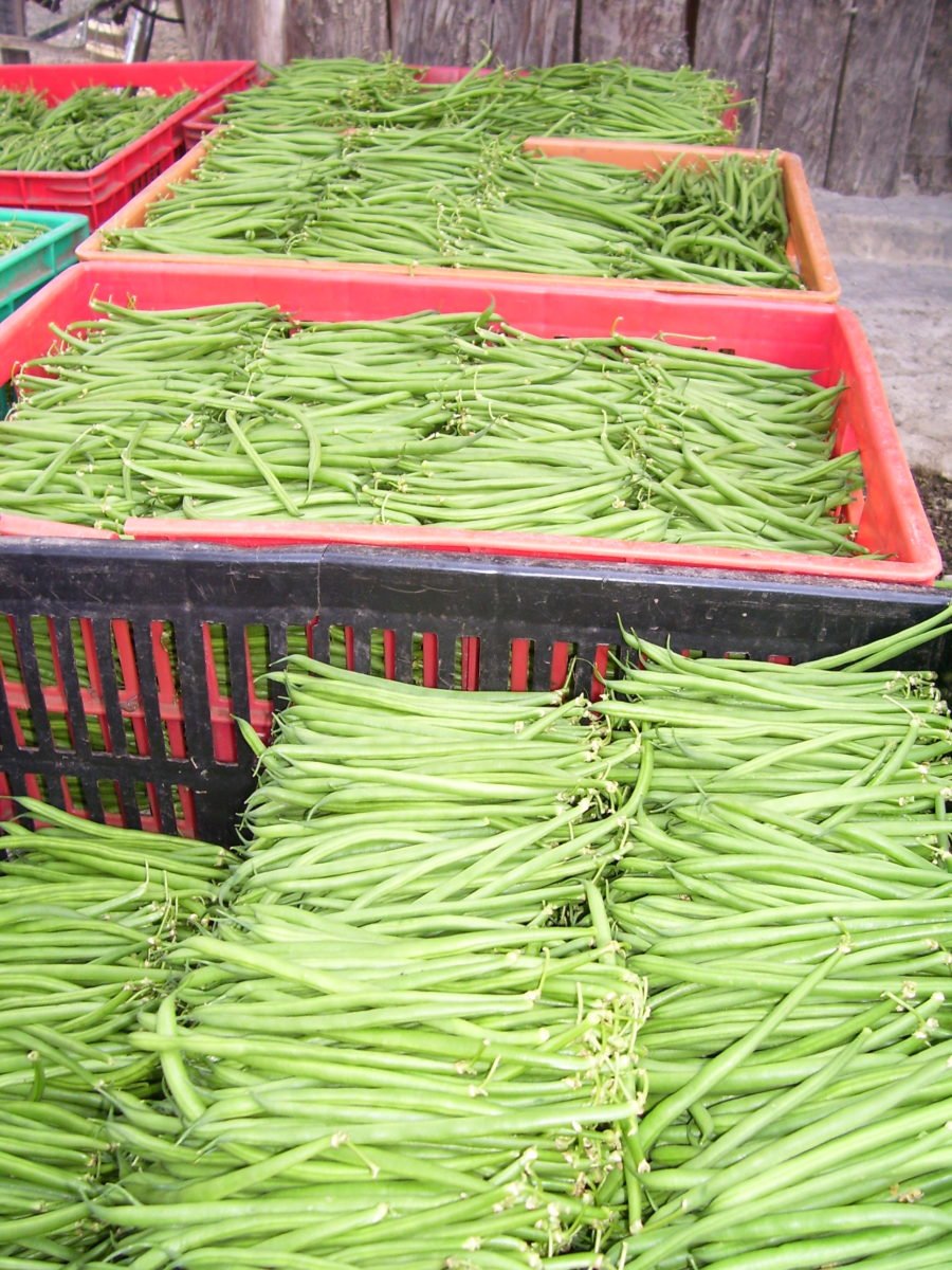 Fine Beans -photo 2
