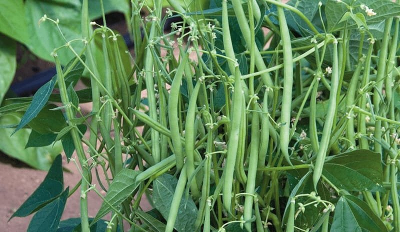 Fine Beans on the Vine