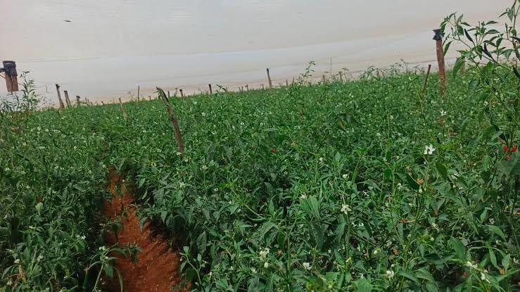 Open Farmland