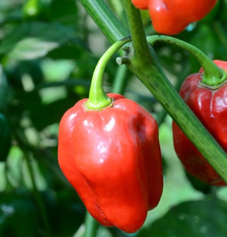 Red Habanero Chillies -photo 3