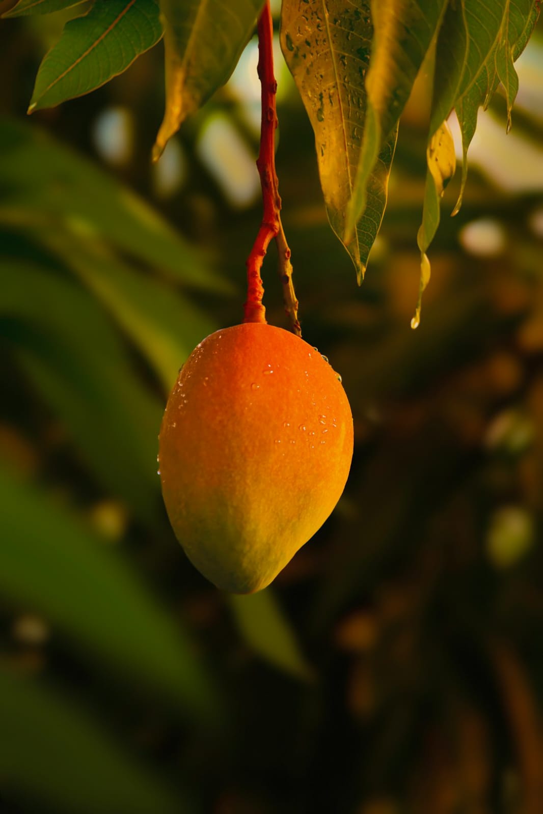 Mango harvest