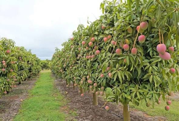 Mango Orchard