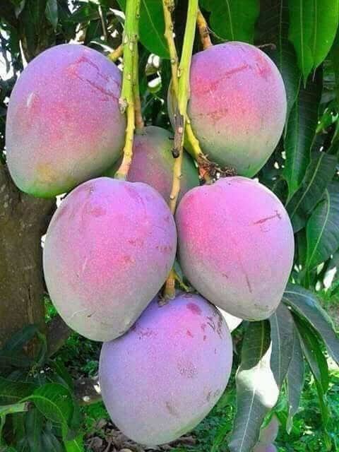 Mangoes on the Tree