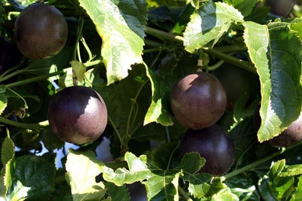 Passion Fruit on the Vine