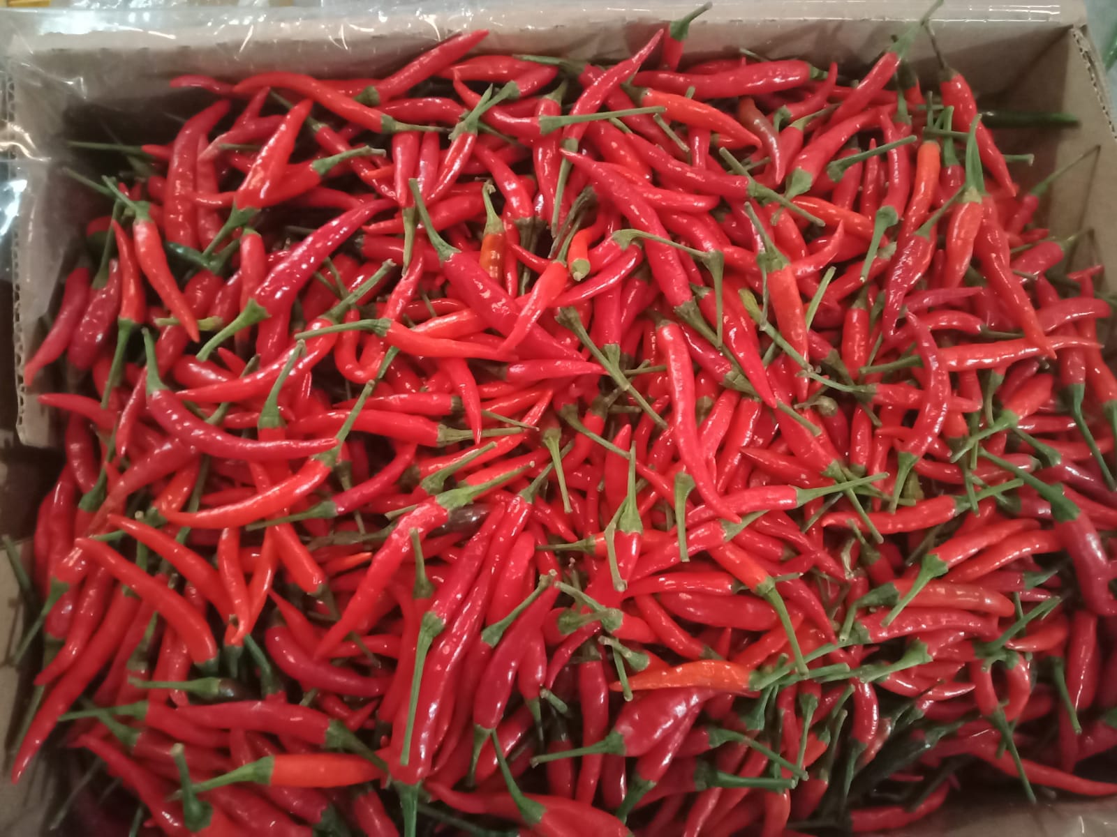 Red Bird's Eye Chillies -photo 3