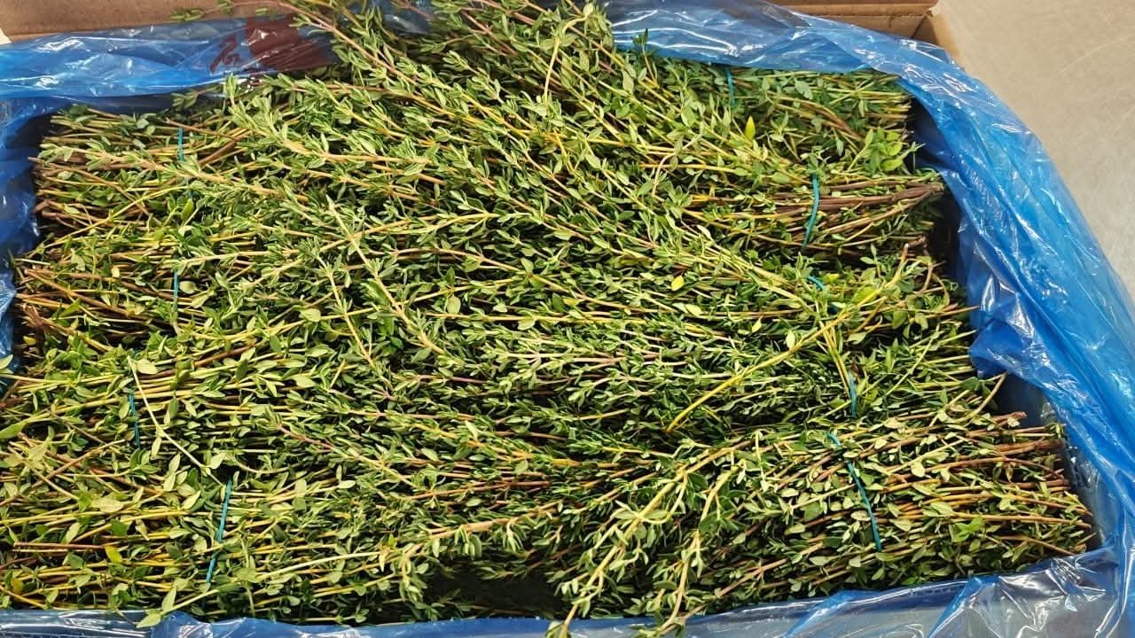 Dried Thyme Ready for Packing