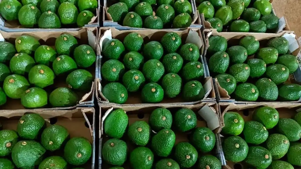 Hass Avocado -photo 3