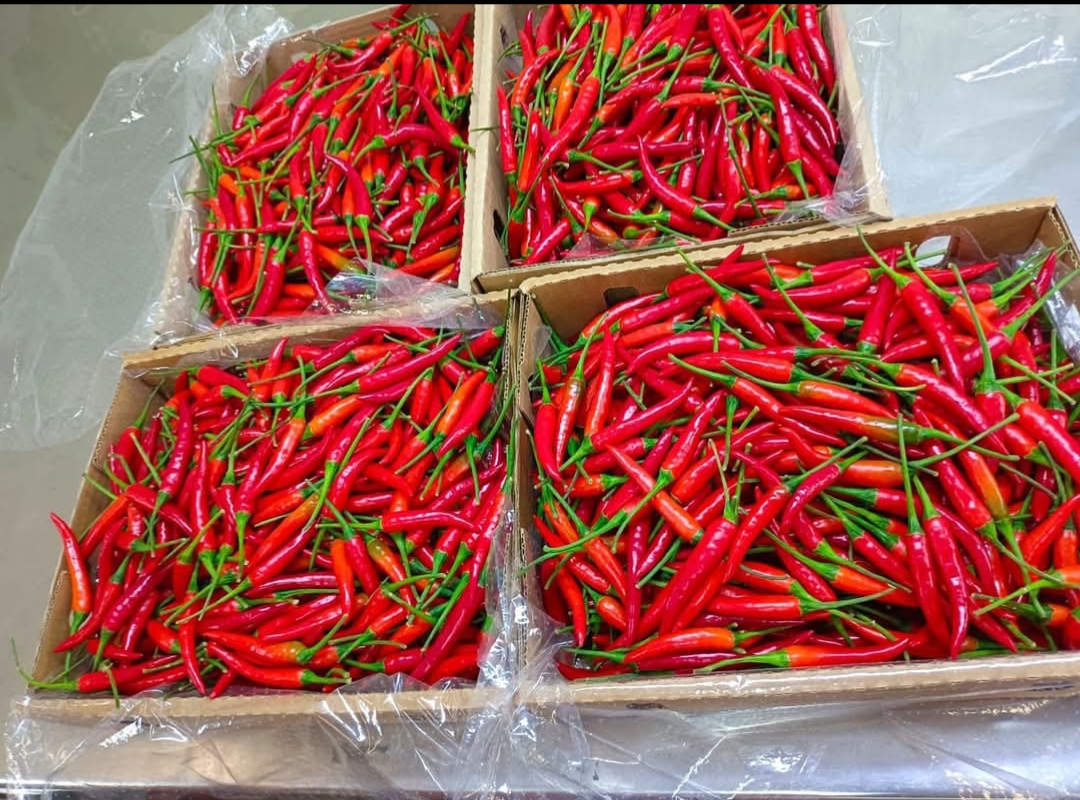 Red Bird's Eye Chillies
