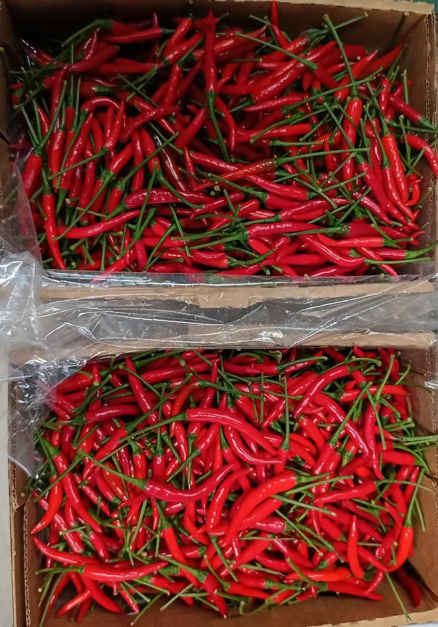 Red Bird's Eye Chillies -photo 4