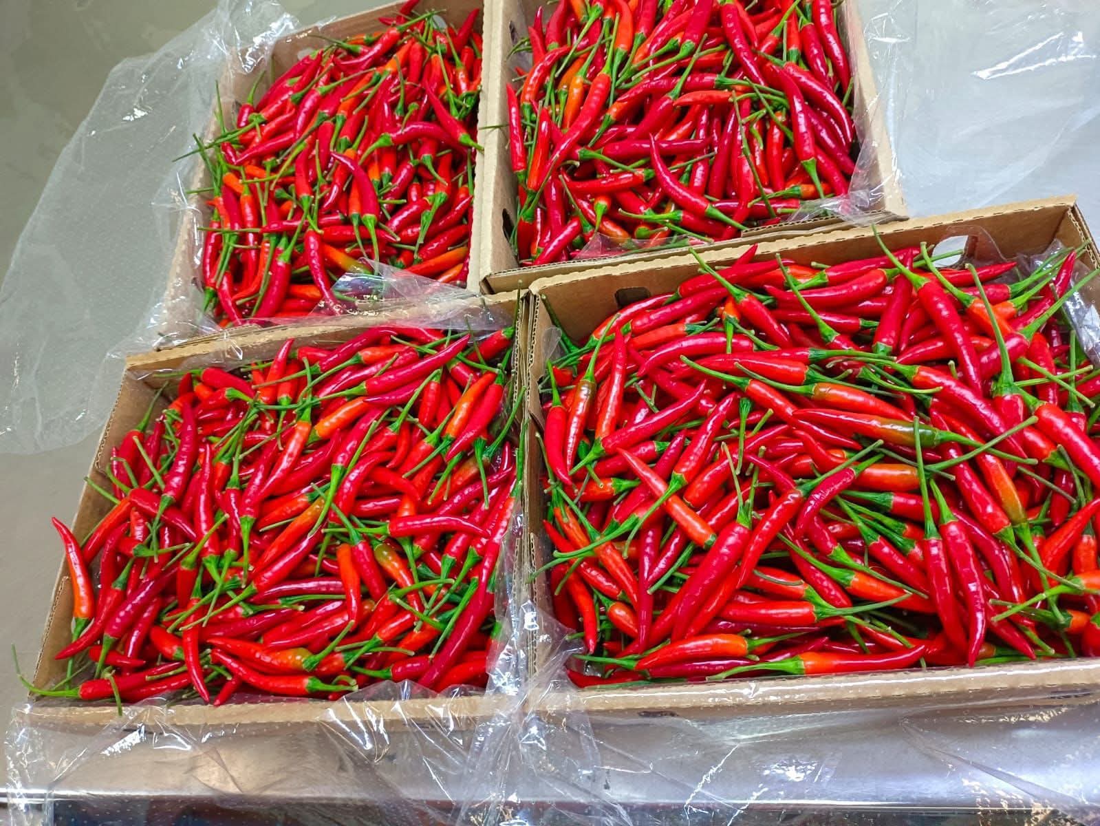 Red Bird's Eye Chillies -photo 5