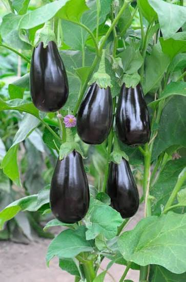 Aubergine -photo 3
