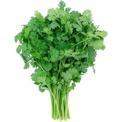 Coriander -photo 2