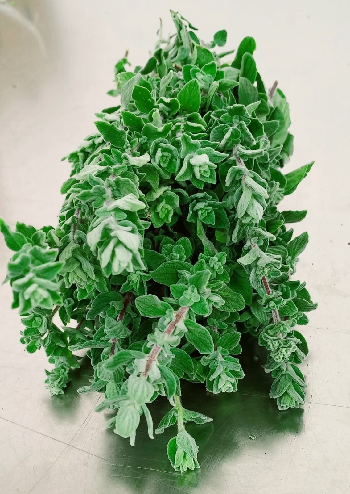 Coriander -photo 3