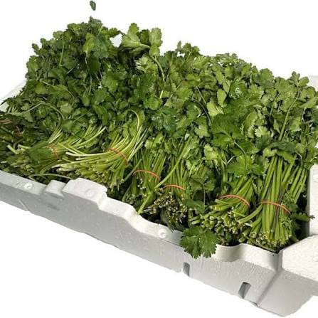 Coriander
