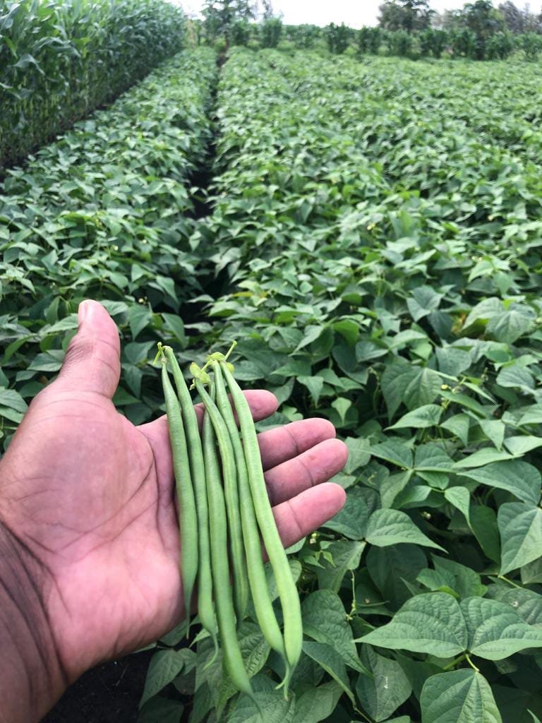 Fine Beans -photo 3