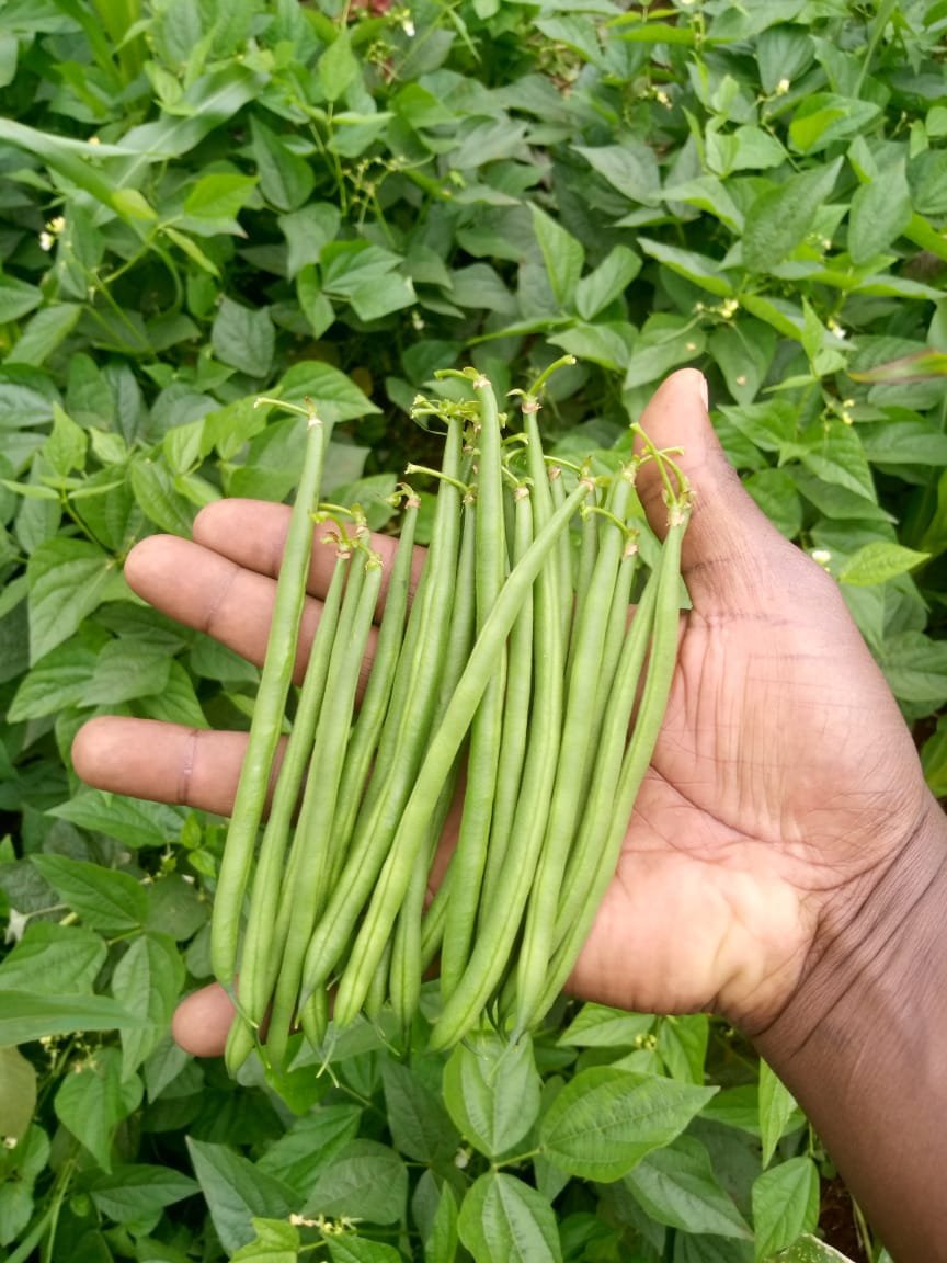 Fine Beans -photo 4