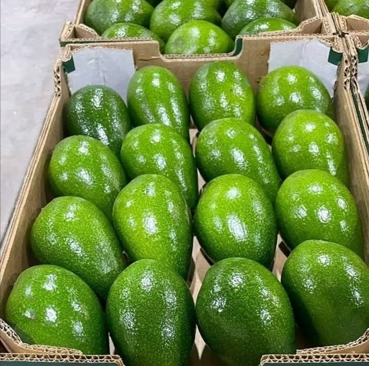 Fuerte Avocado -photo 2