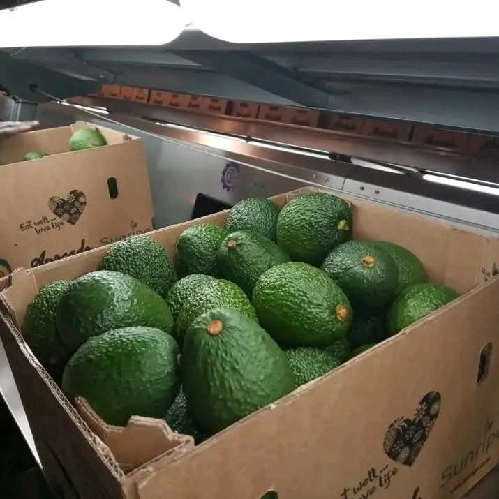 Fuerte Avocado -photo 3