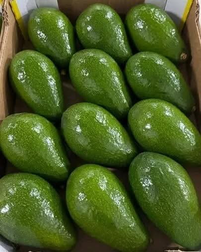 Fuerte Avocado -photo 6