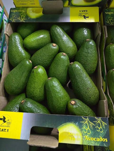 Fuerte Avocado