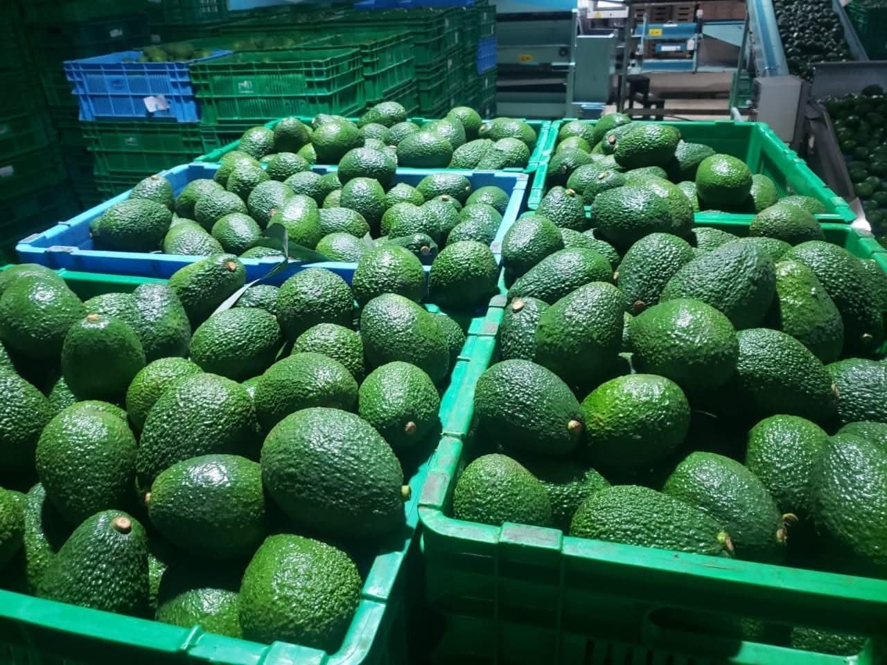 Hass Avocado -photo 7