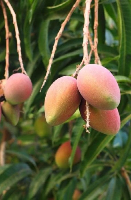 Mangoes -photo 4