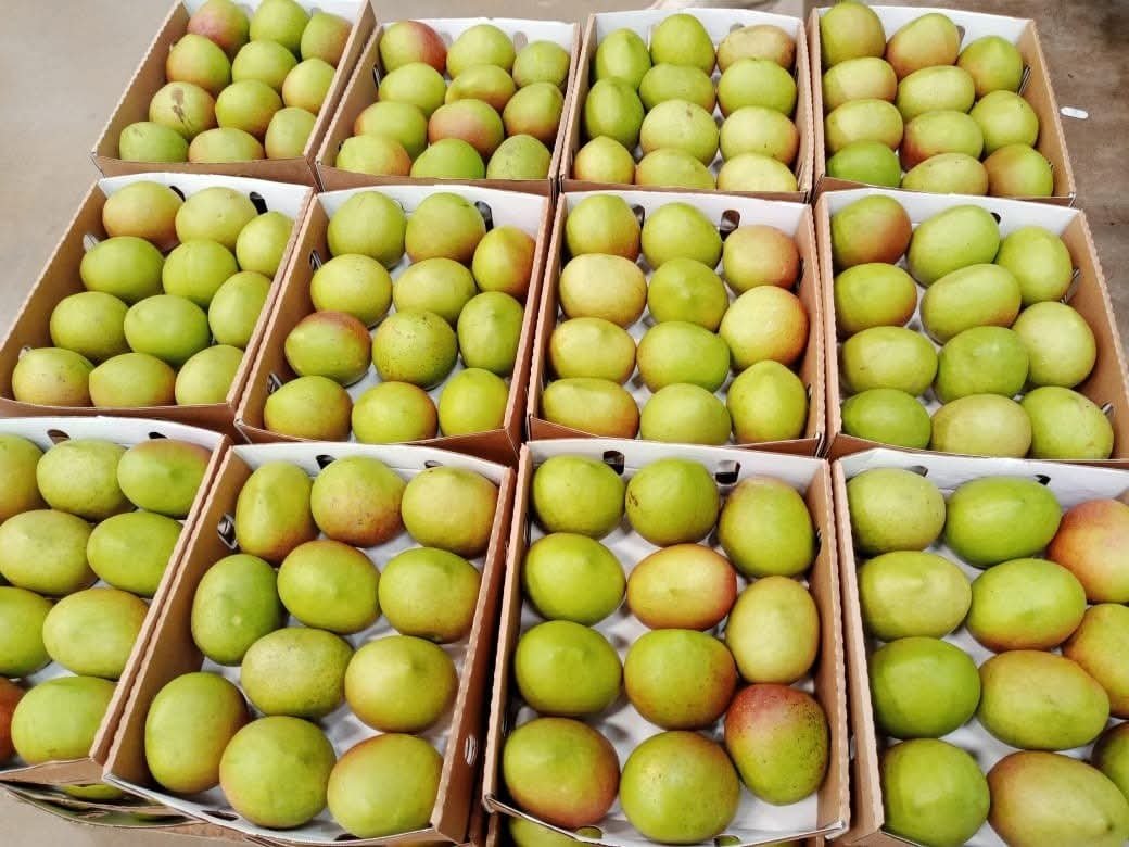 Mangoes -photo 8
