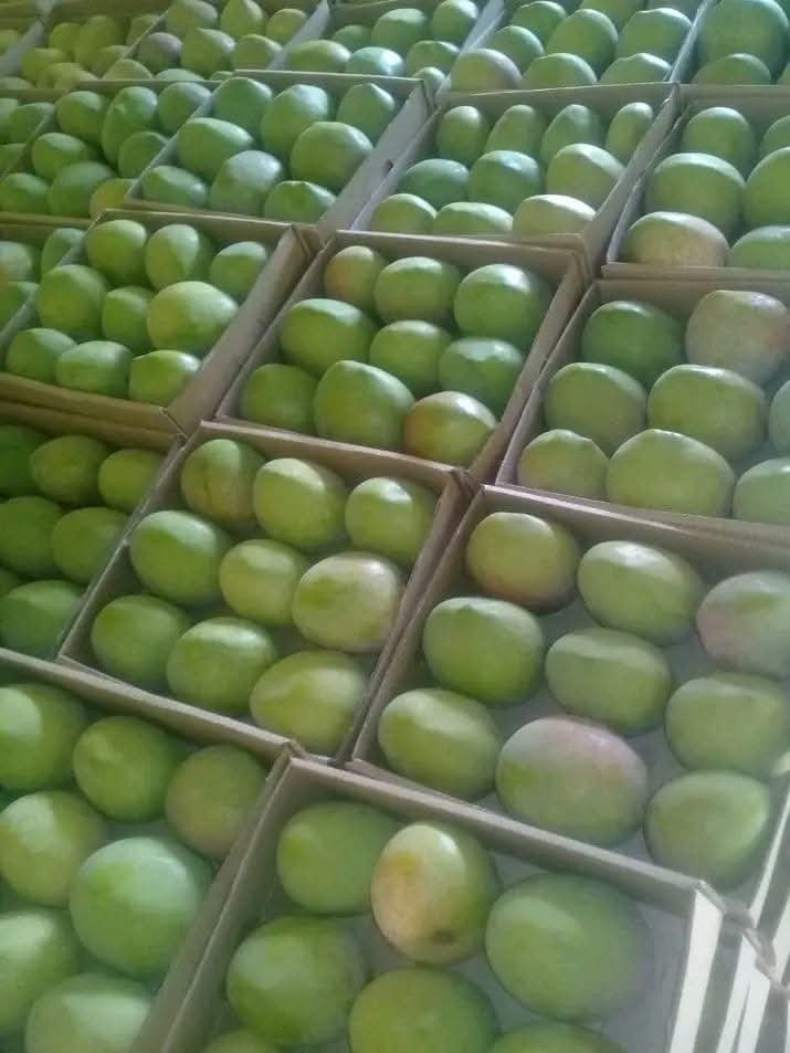 Mangoes -photo 9