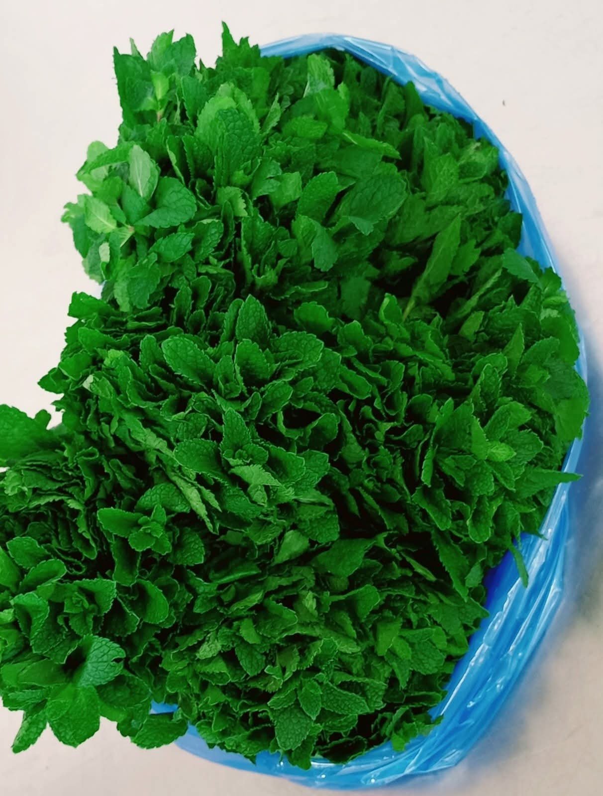 Mint -photo 3