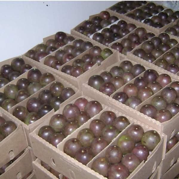 Purple Passion Fruit