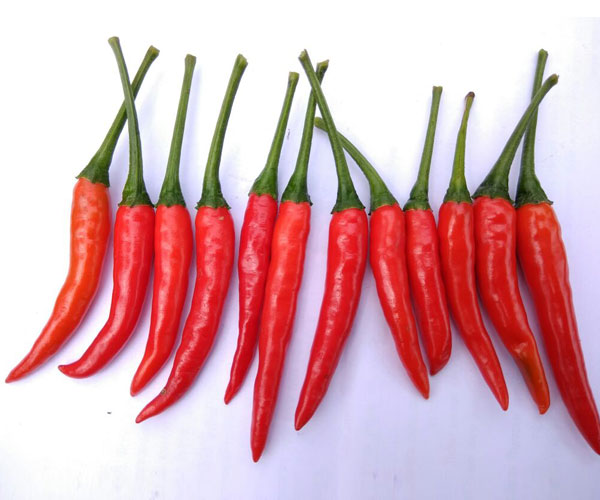 Red Bird's Eye Chillies -photo 2