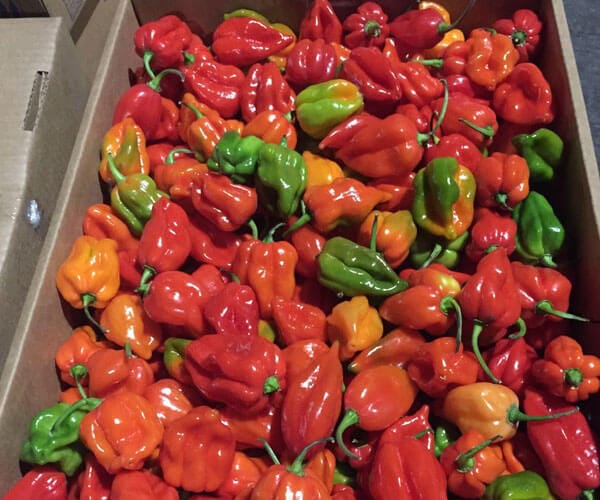 Red Habanero Chillies -photo 2