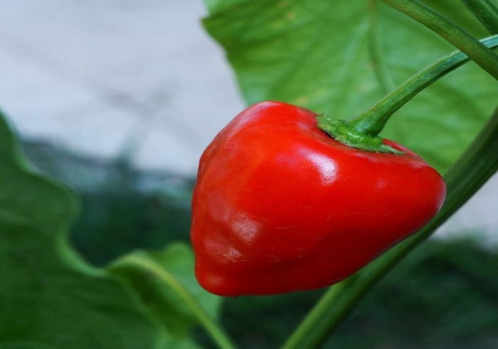 Red Habanero Chillies