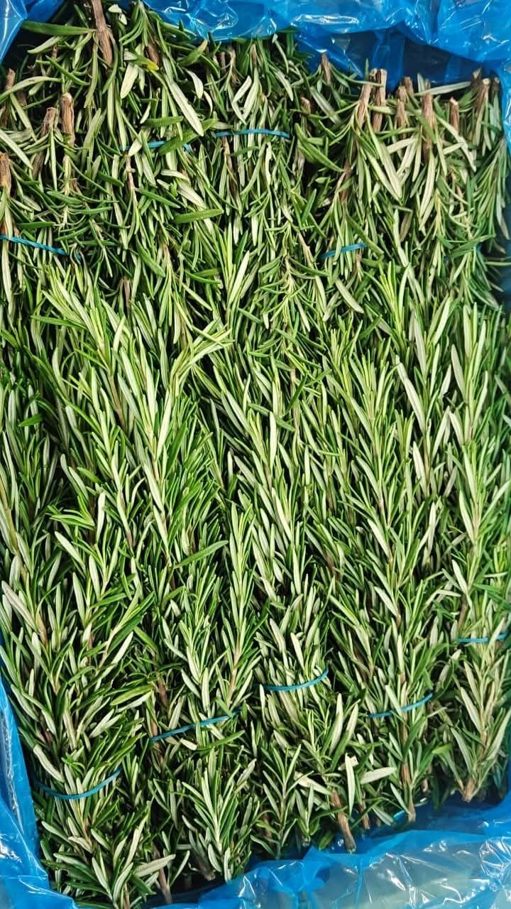 Rosemary -photo 4