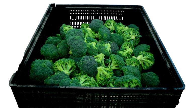 Tender Stem Broccoli