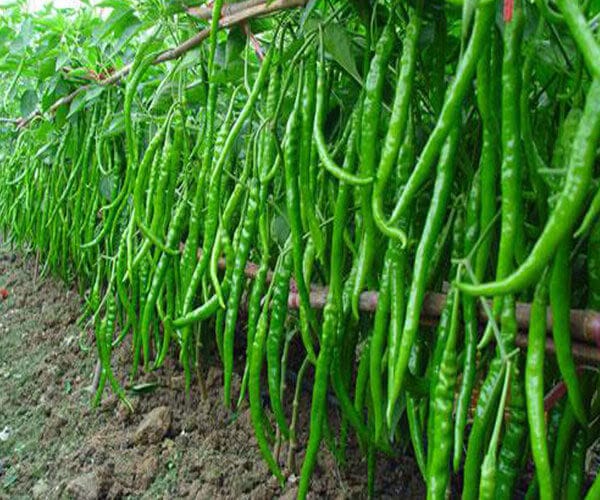 Thin Chillies